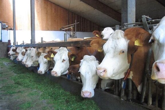Unsere Tiere Kühe im Stall