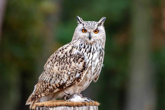 Wild- und Freizeitpark Oberreith