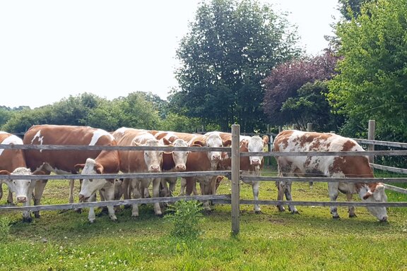 Unsere Tiere Rinser See Hof