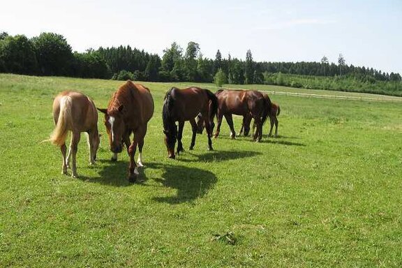 Reiten am Nachbarhof